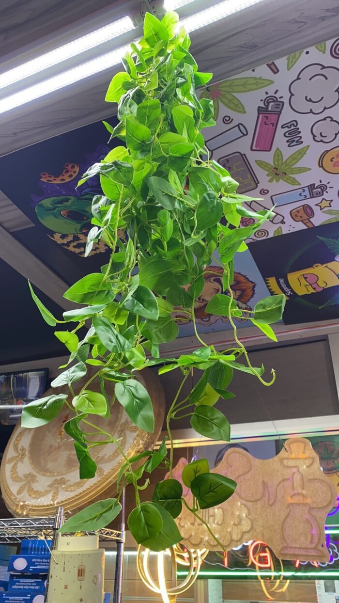 HANGING PLANT